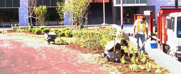 Planting Beds, Dom Chiola Landscaping Corp. in Fairview, NJ