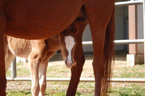 Lacey's Arabian Ranch