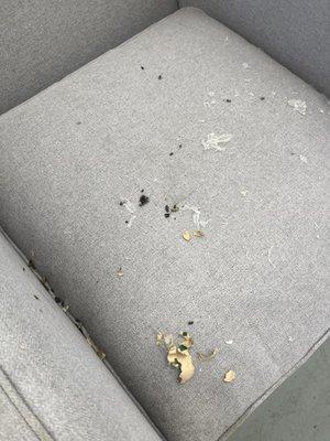 Rat poop all over my couches.