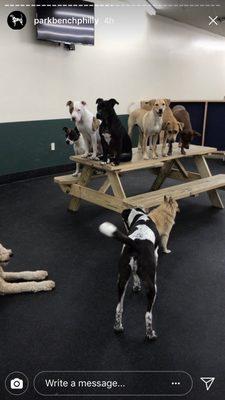 Park Bench Dog Daycare