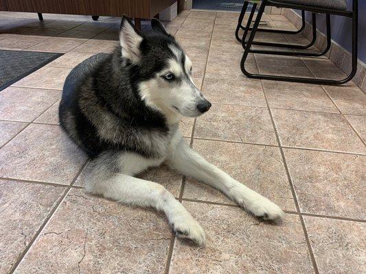 Come meet Santo, our Pure Bred Siberian Husky.  Will he be in the Smithfield office or the Warwick office today???