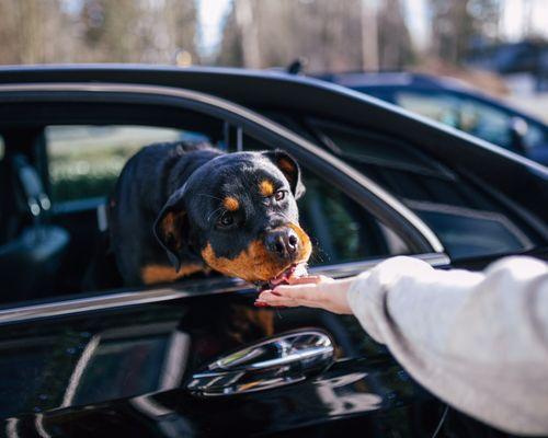 Free Puppucinos!