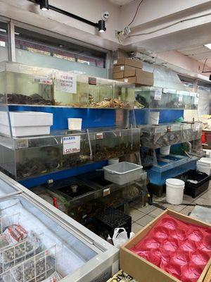 Live seafood tank