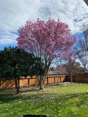 Spring Bloom in Backyard !