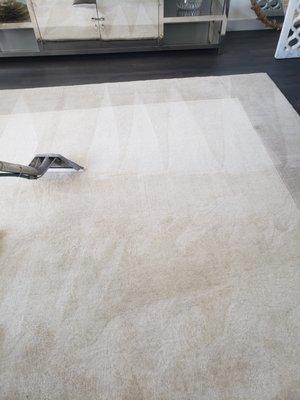 In home Area rug cleaning