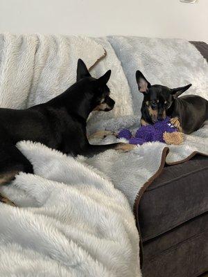 Piper and Maggie playing with their toy from the "Spaw"