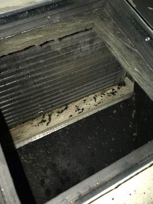 After photo of evaporator coil cleaning