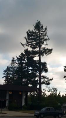 Giant redwood across the lot from Soc. Sec. entrance, at least 80 feet tall.  Office is to the right of this photo.