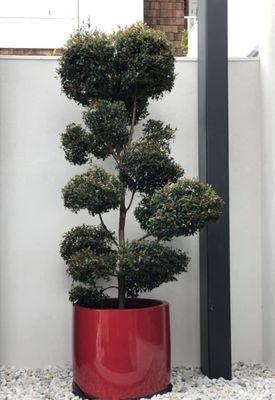 25 gallon topiary in a custom red Potter with 3/4 white pebbles.