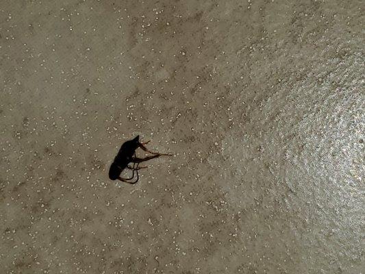 Roach on bathroom floor