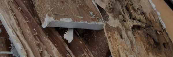 Termites can and will destroy your property if left untreated.