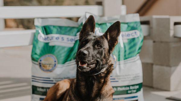 Working K9s Thrive on our High Protein Recipe