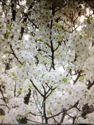 Bradford pear tree at Cedar Eye