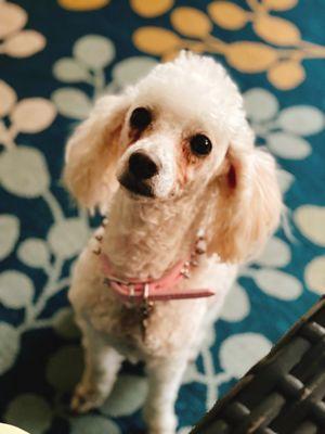 Sushi the rescue poodle