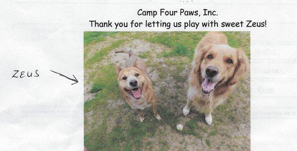 Camp Four Paws