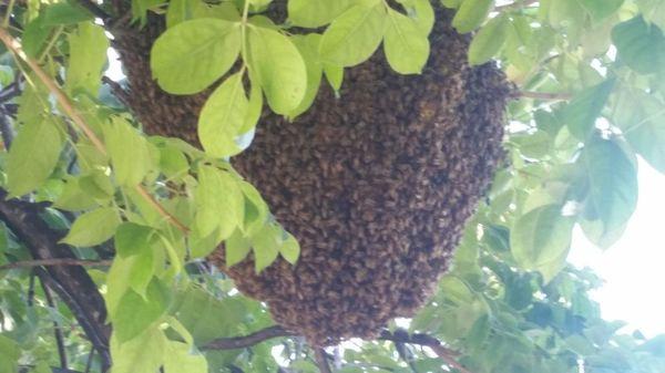 Bee hive