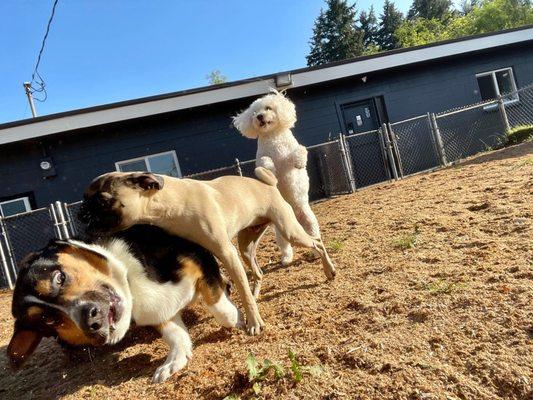 Puppies playing