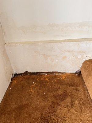 Mold growth from water intrusion