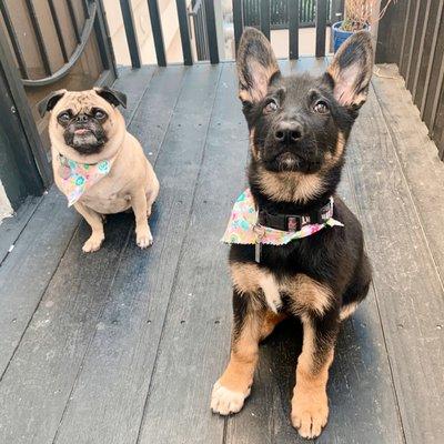 My pups after their grooming appointment! Thank you Pet Palace