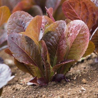 Vegetable Plants