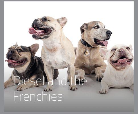 Instagram: @dieselandthefrenchies