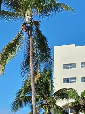 Coconut palm cleaning