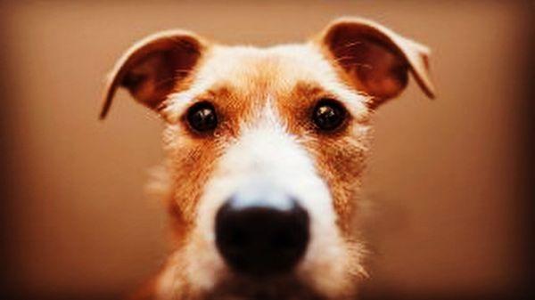 Up close and personal service at Aliso Beach Animal Clinic.