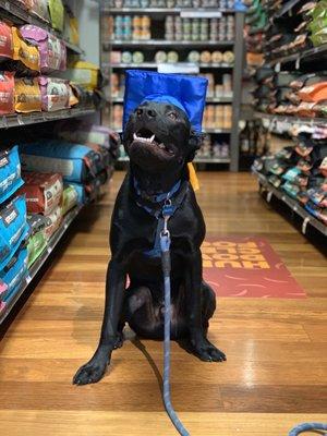 Our dog on his graduation day from Adult Level 2.