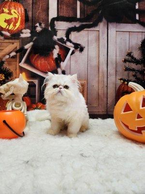 Halloween picture after getting groomed