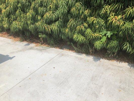 The result of blow-and-go; the concrete looks clean because the leaves were blown back into the planter.