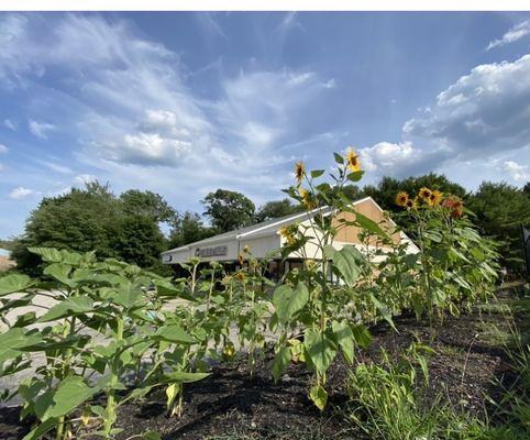 Sunflower Season at Plaza Cleaners & Tailors