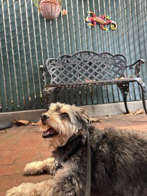 A dog waiting for breakfast sandwich.