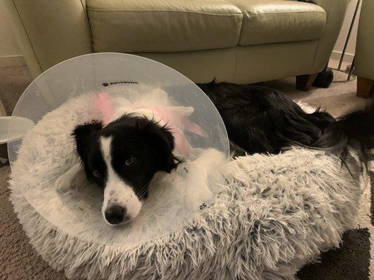 Ellie the border collie ready to recover from surgery