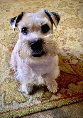 Dunkin is Schnauzer, terrier and PUG. A Sturdy dog, like a footstool!