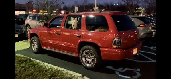 My dog angel in my freshly serviced Dodge Durango