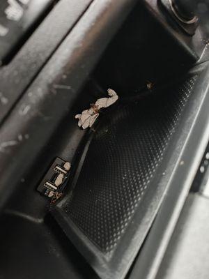 Bugs  in the vehicle