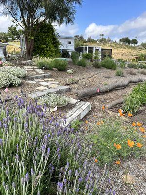 Wild flowers and various aromatic lavender plants make walking around the farm a beautiful sight!