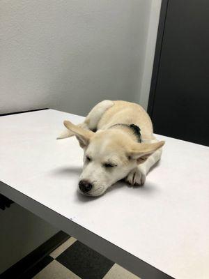 A pic of our newest rescue puppy Elle during one of her visits for shots--just because she's so cute!