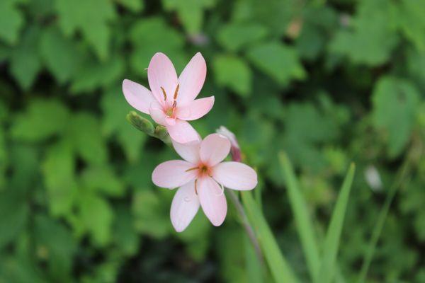 Flowers from Peace Garden