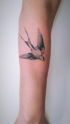 Sparrow by Kortez @Timeless