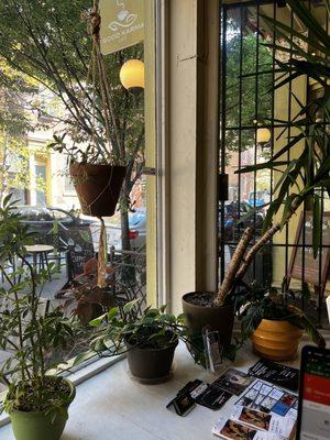 View from the table by the front window. Plant Heaven