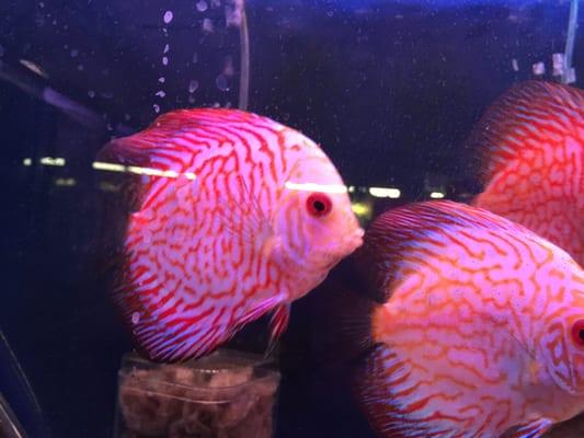 Nice discus