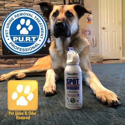 Pet friendly cleaning and pet odor removal treatment