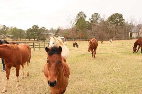 In Your Dreams Farm