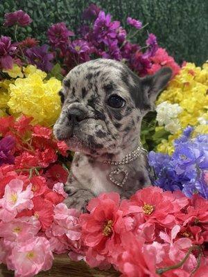 Perfect Princess French Bulldog!