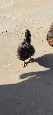 We got the beat chicken here! Her name is Betty Crocker and we love her!