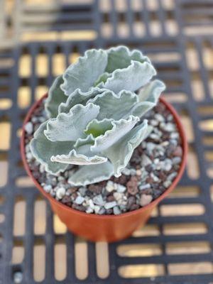 Cotyledon undulata (Silver Crown / Silver Ruffles) $16.99