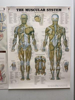 PT poster of the Muscular System