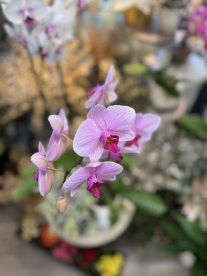 The Trillium's Courtyard Florist