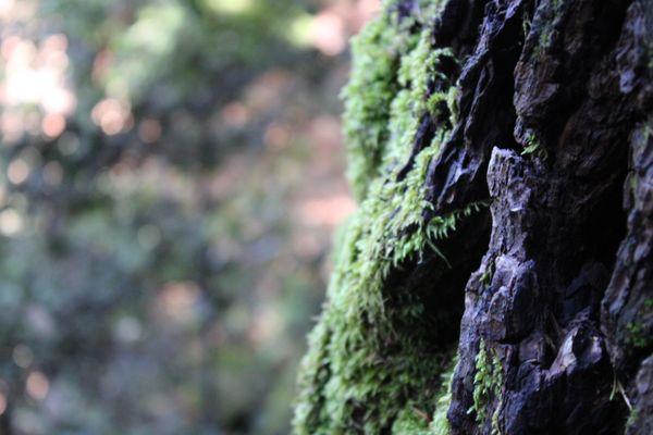 Castle Rock State Park